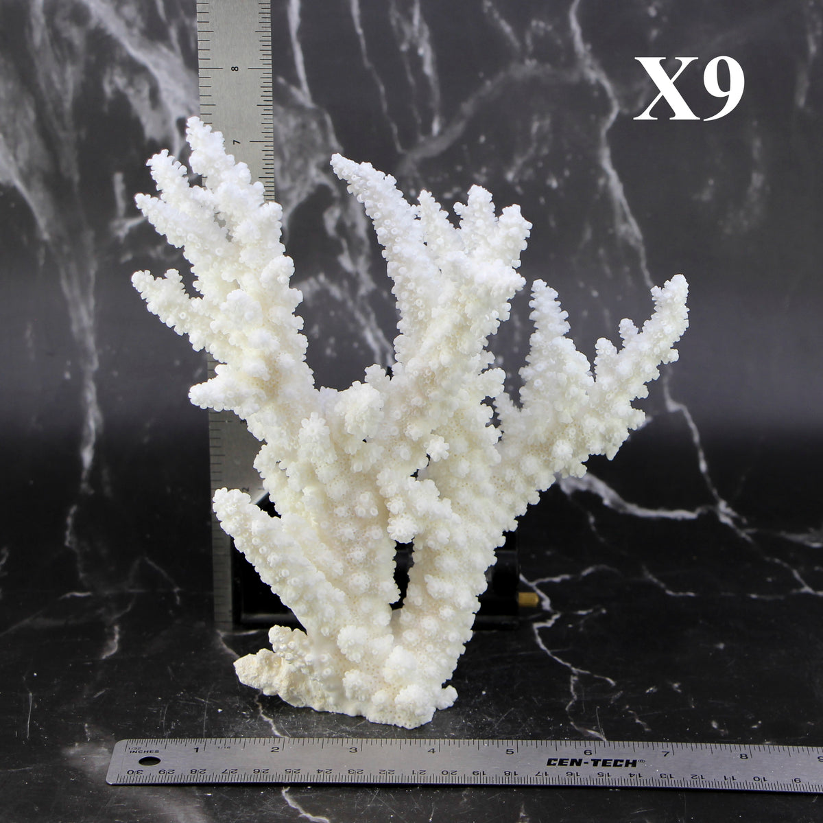 Branch Coral 7-10"