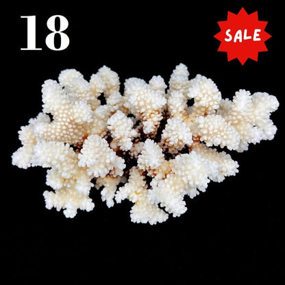 Brownstem Coral 7-10"