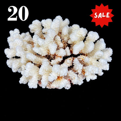 Brownstem Coral 7-10"