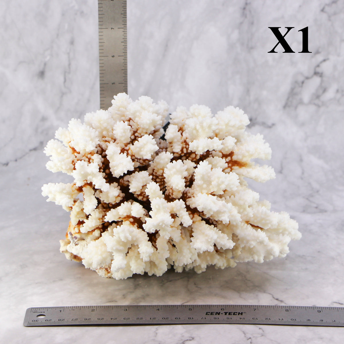 Brownstem Coral 7-10"