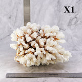 Brownstem Coral 7-10"