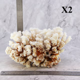 Brownstem Coral 7-10"