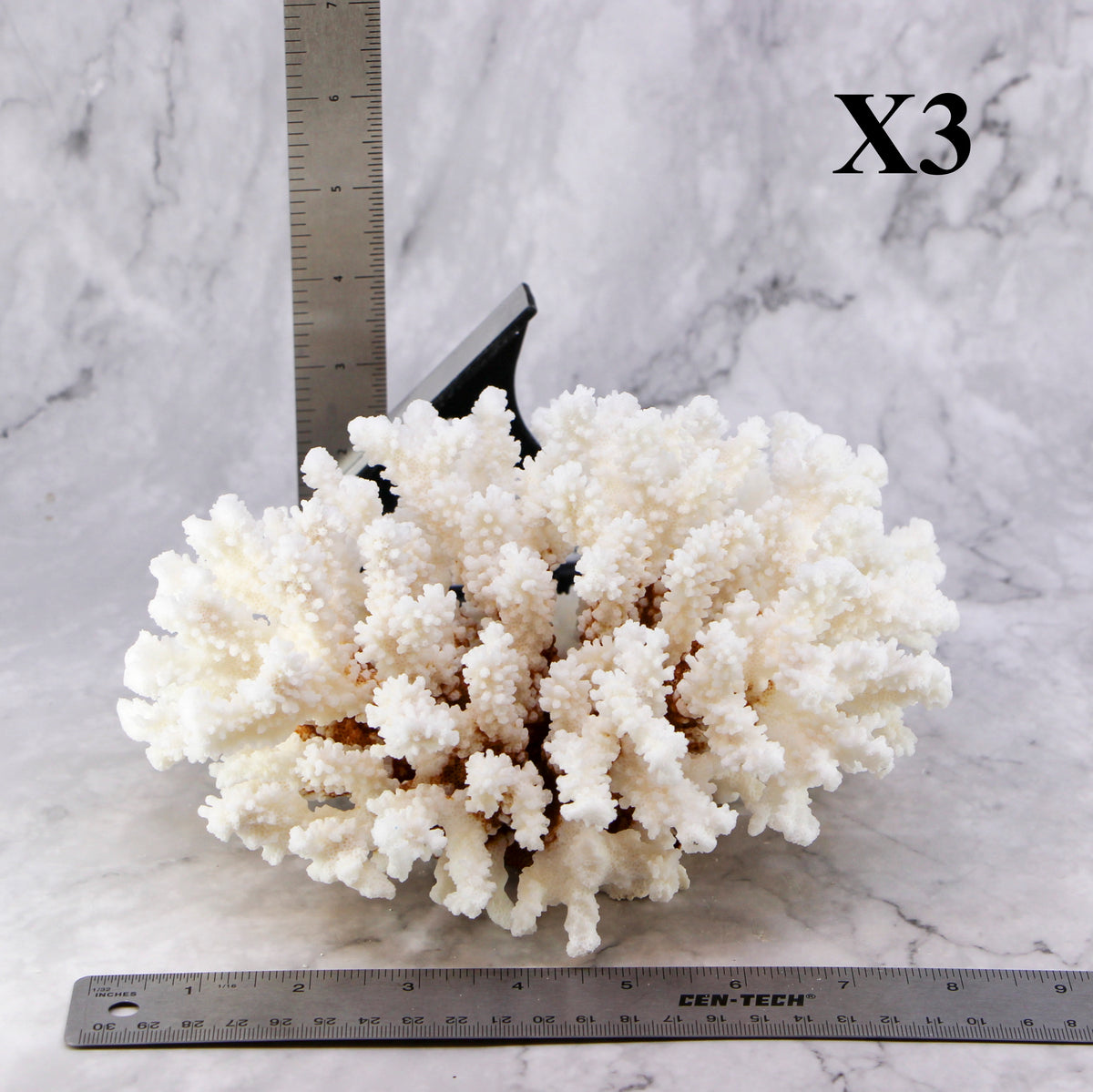 Brownstem Coral 7-10"