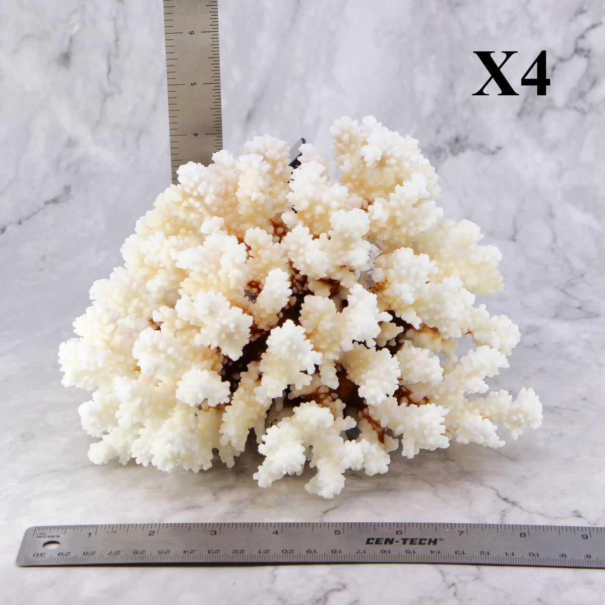 Brownstem Coral 7-10"