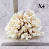 Brownstem Coral 7-10"