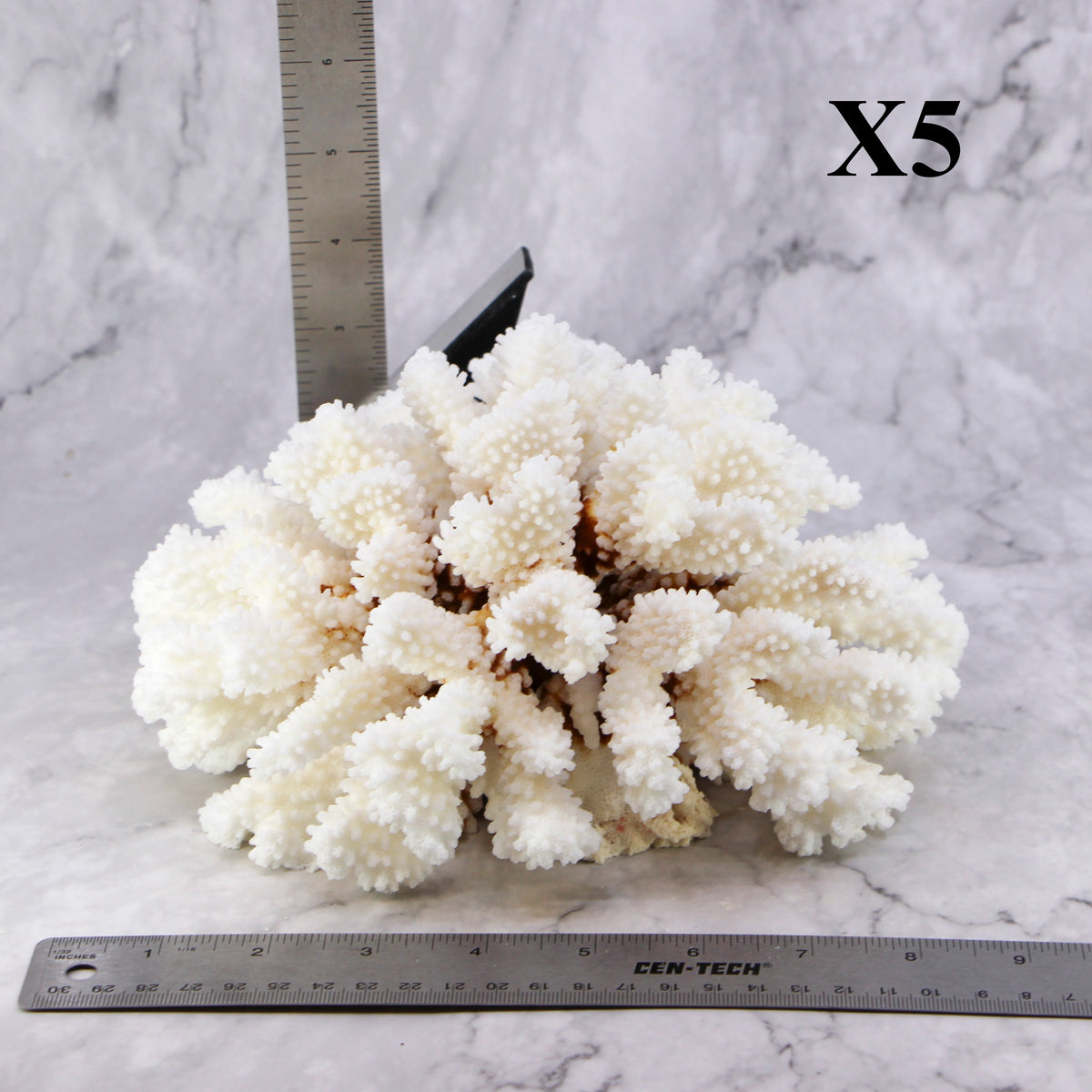 Brownstem Coral 7-10"