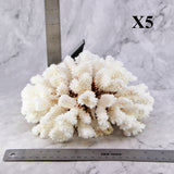 Brownstem Coral 7-10"