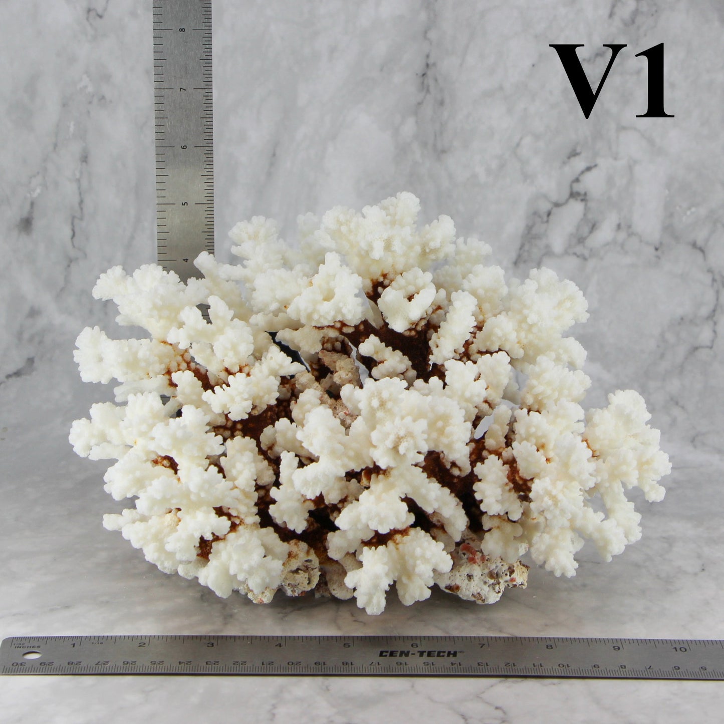Brownstem Coral 7-10"
