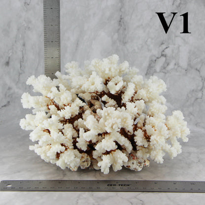 Brownstem Coral 7-10"