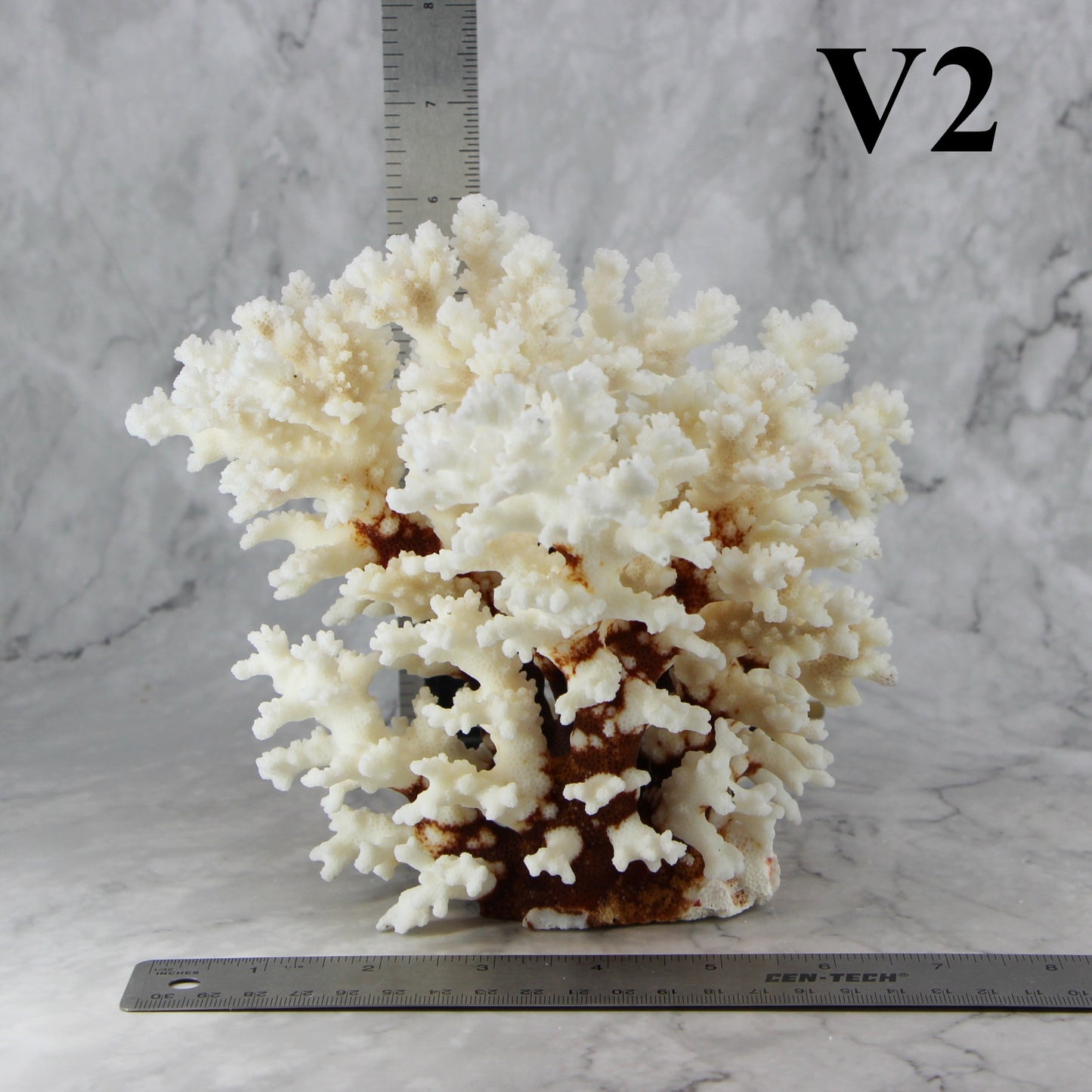 Brownstem Coral 7-10"