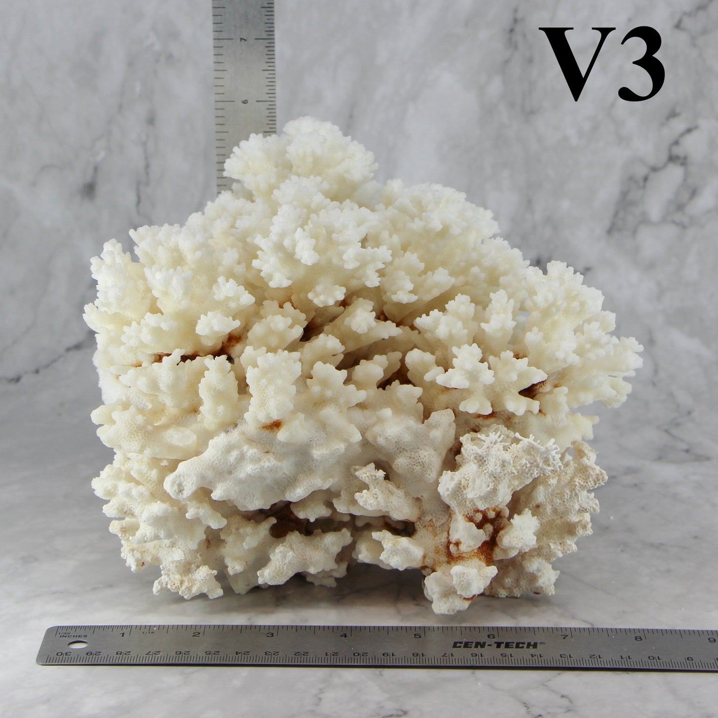 Brownstem Coral 7-10"