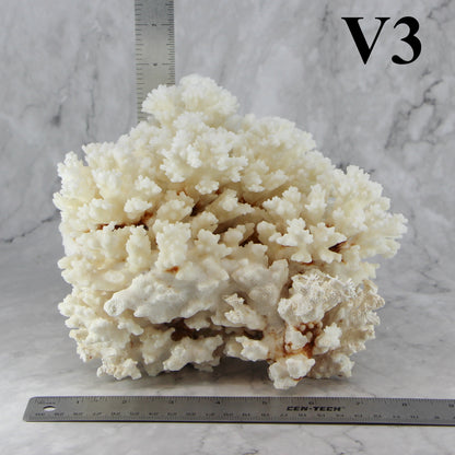 Brownstem Coral 7-10"