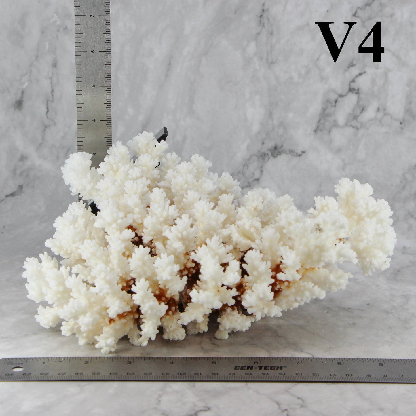Brownstem Coral 7-10"