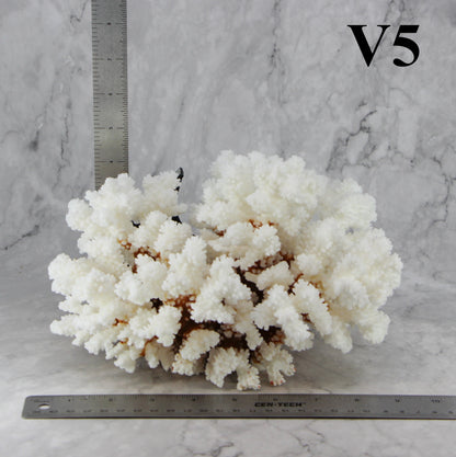 Brownstem Coral 7-10"