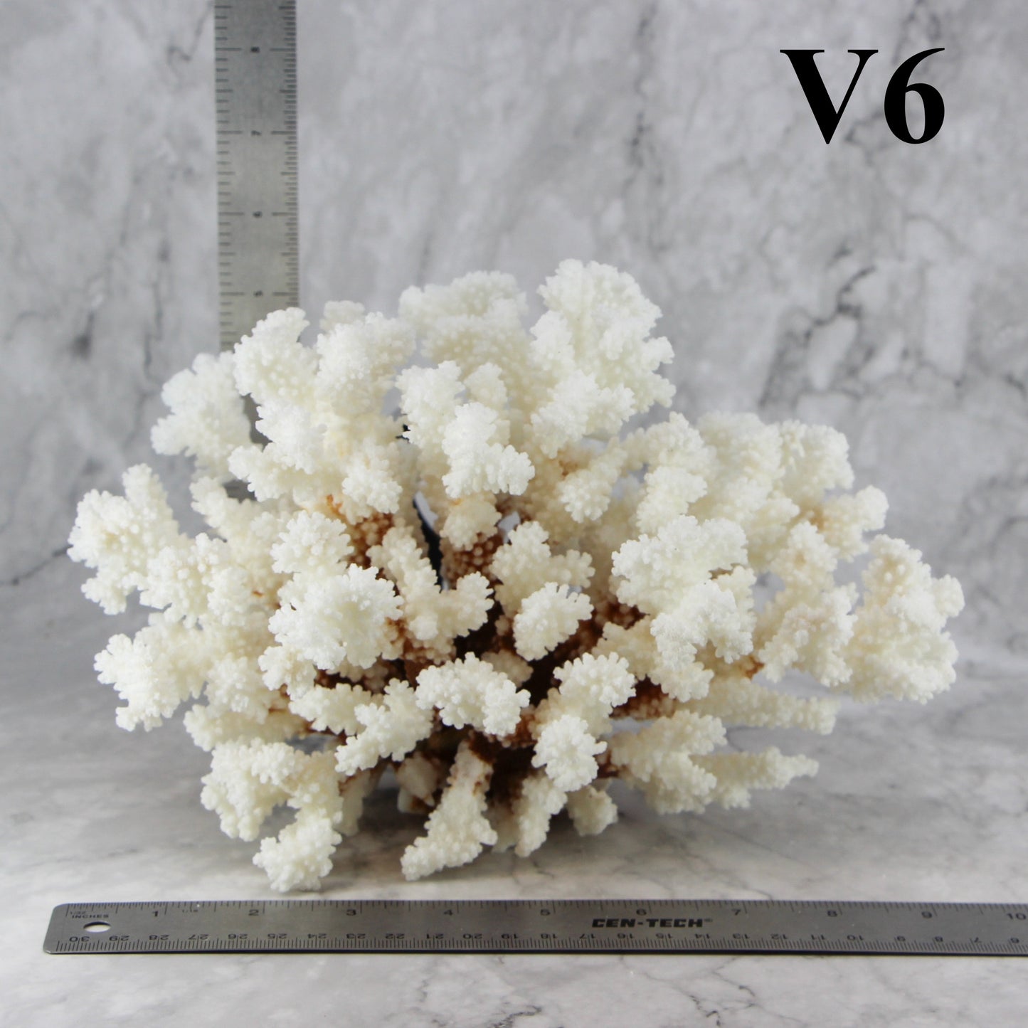 Brownstem Coral 7-10"