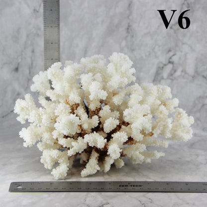 Brownstem Coral 7-10"
