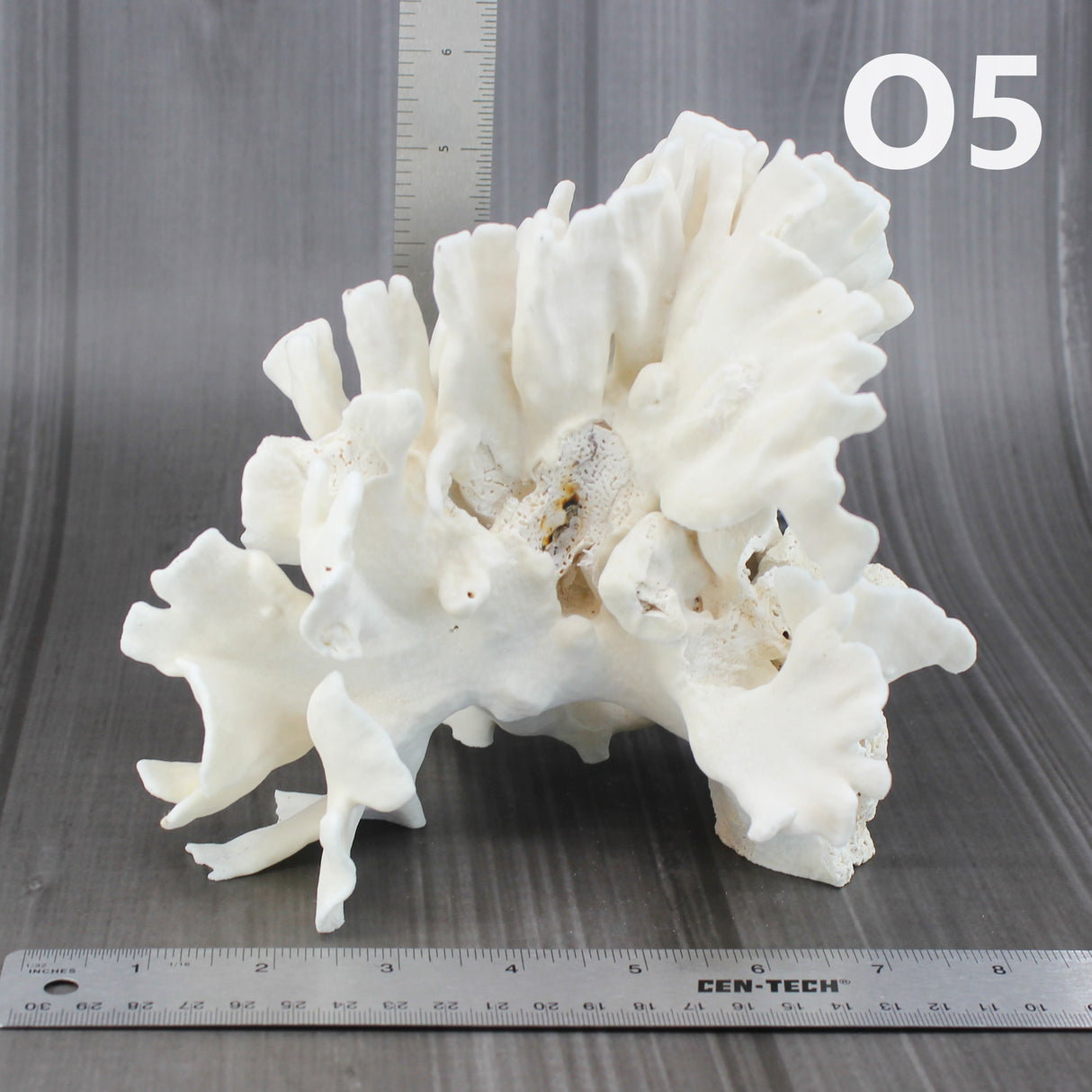 Cactus Coral 7-10"