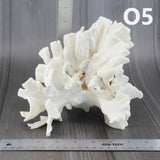 Cactus Coral 7-10"