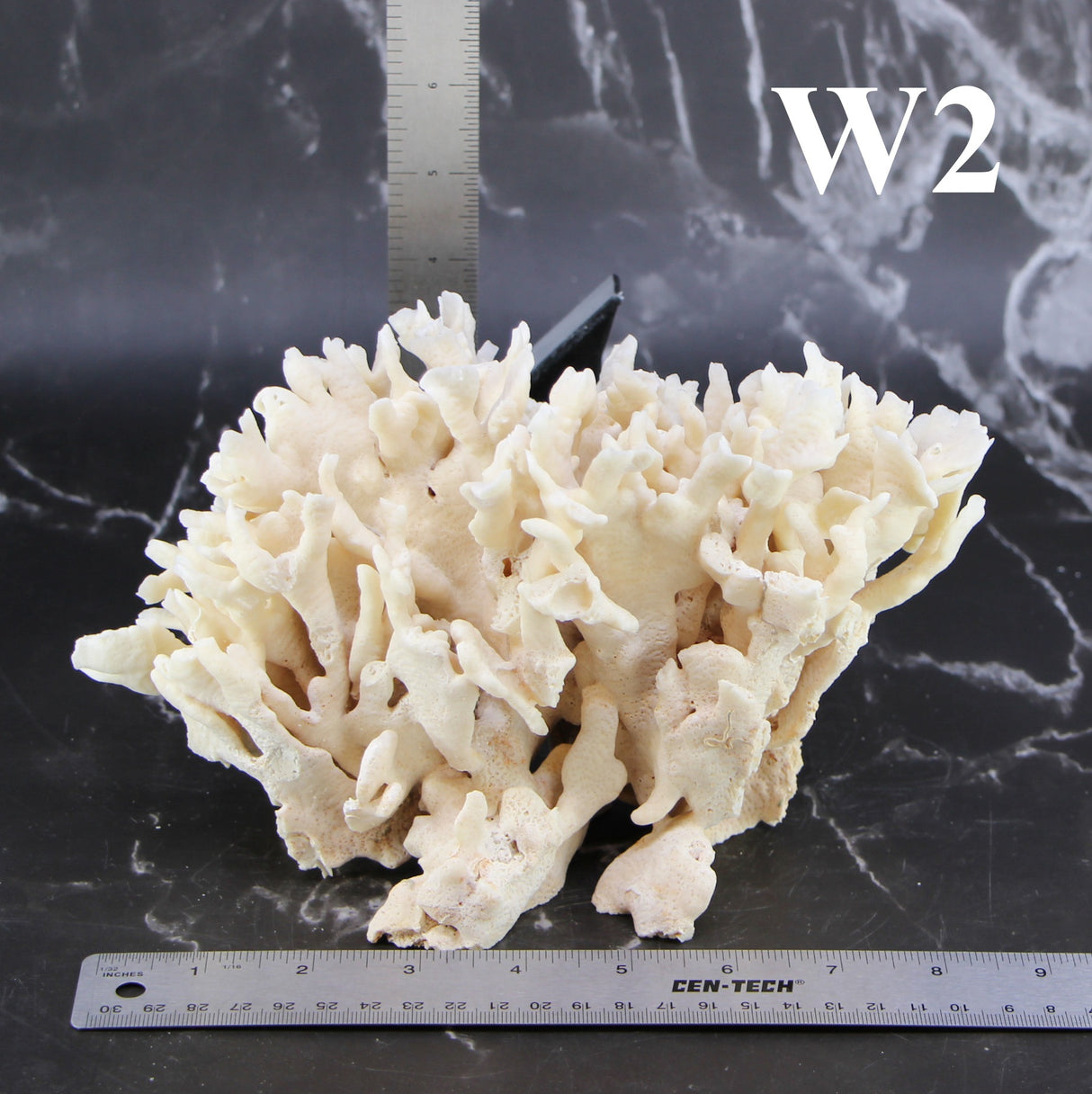 Cactus Coral 7-10"