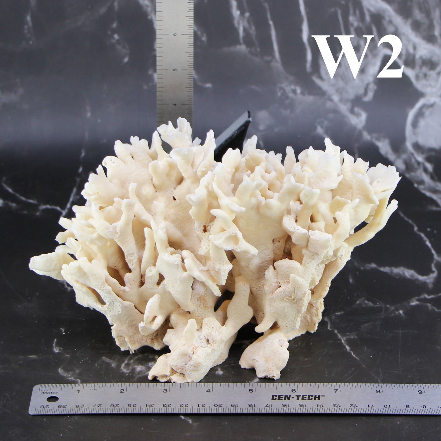 Cactus Coral 7-10"