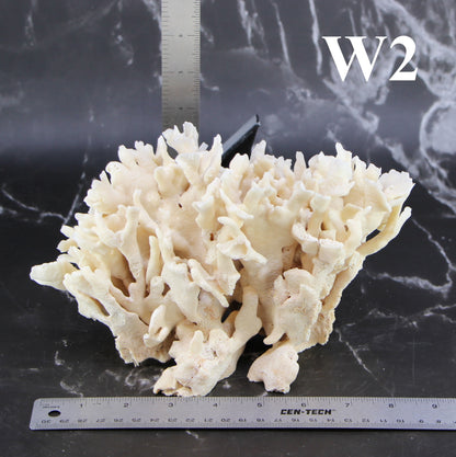 Cactus Coral 7-10"