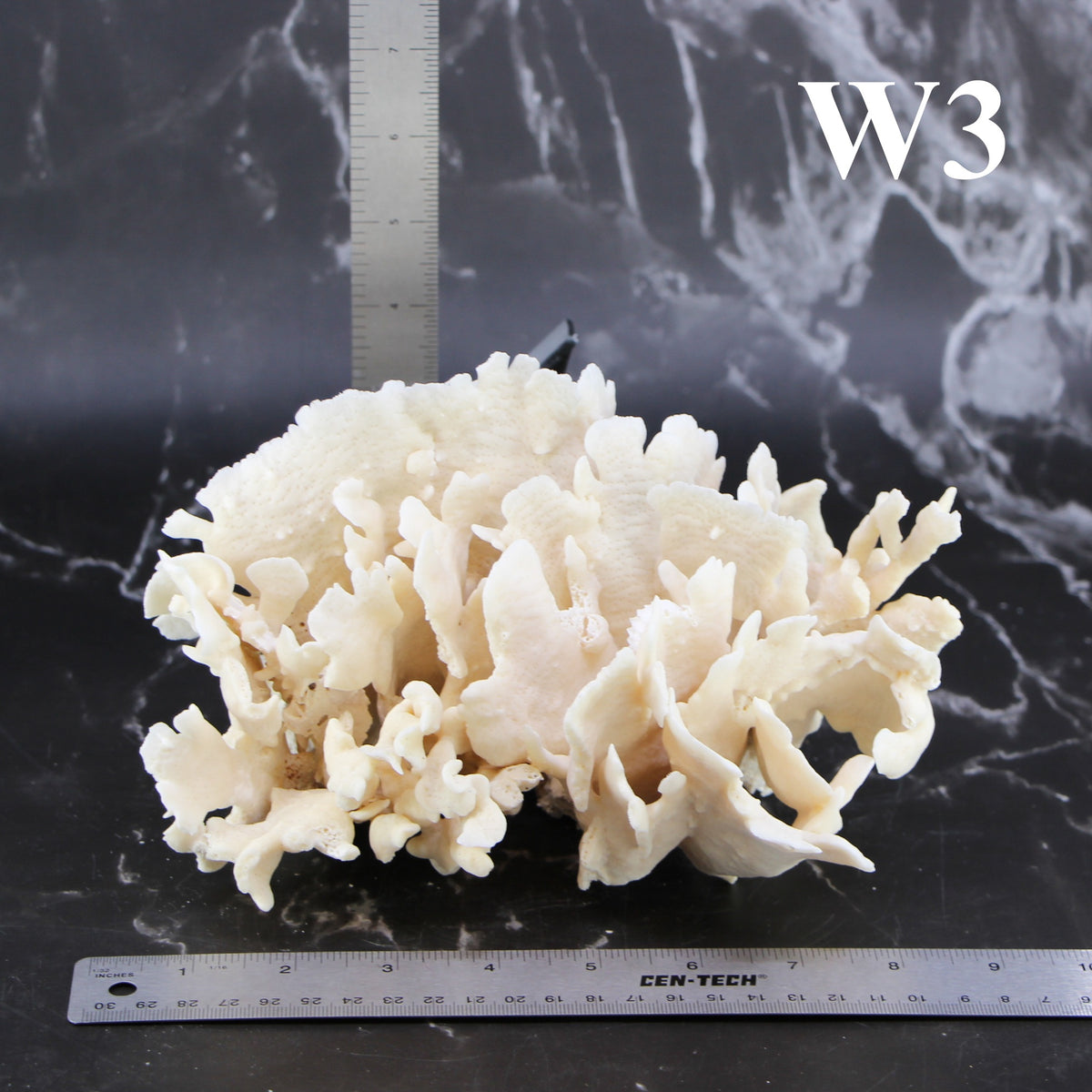 Cactus Coral 7-10"
