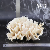 Cactus Coral 7-10"
