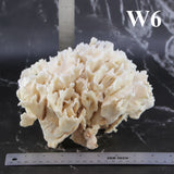 Cactus Coral 7-10"