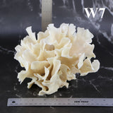 Cactus Coral 7-10"