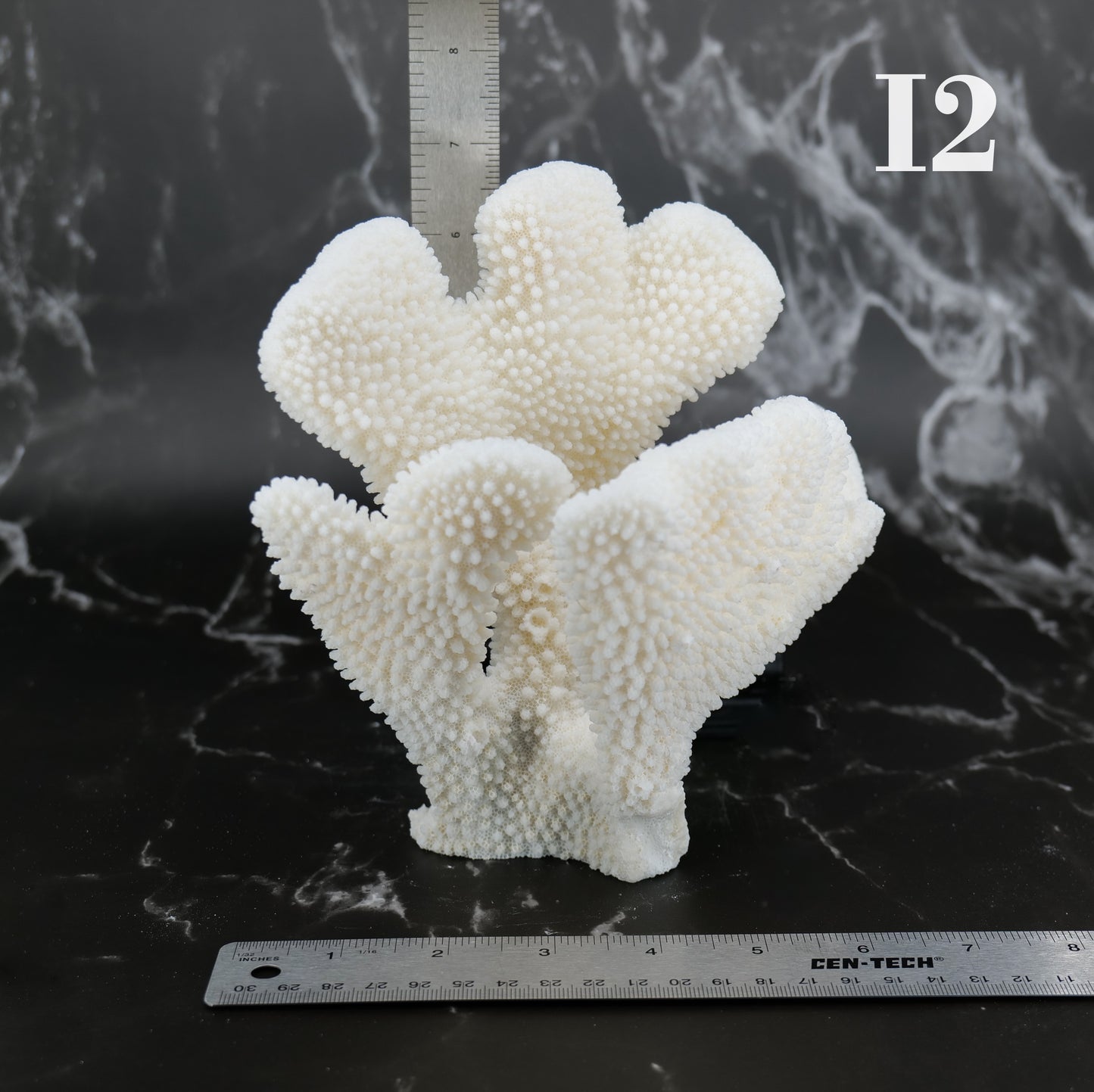 Cauliflower Coral 7-10"