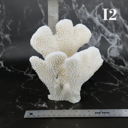 Cauliflower Coral 7-10"