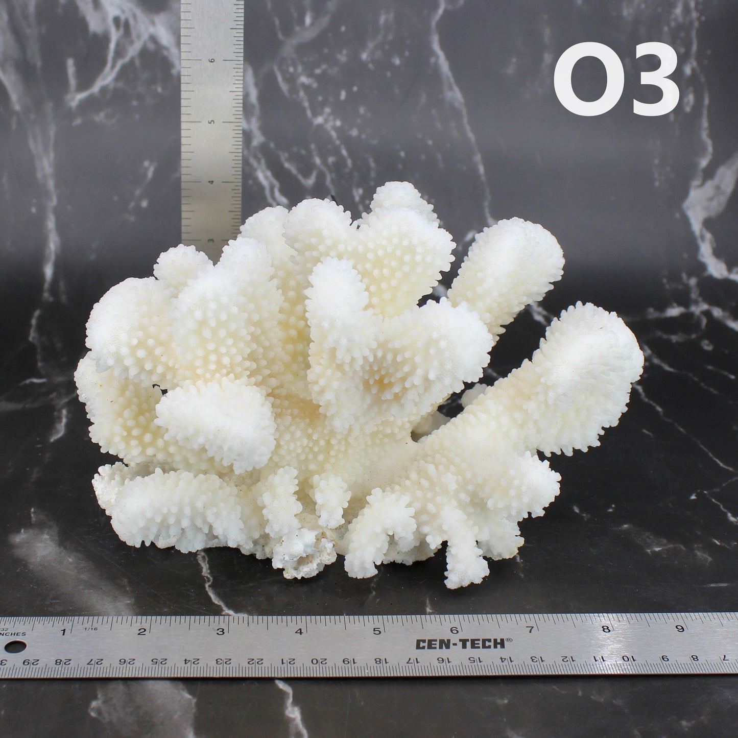 Cauliflower Coral 7-10"