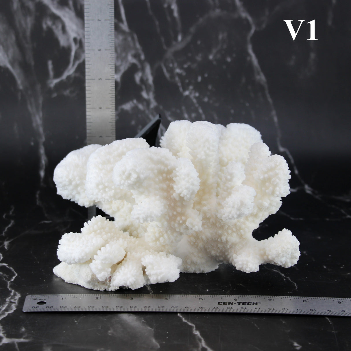 Cauliflower Coral 7-10"