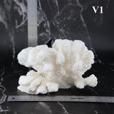 Cauliflower Coral 7-10"
