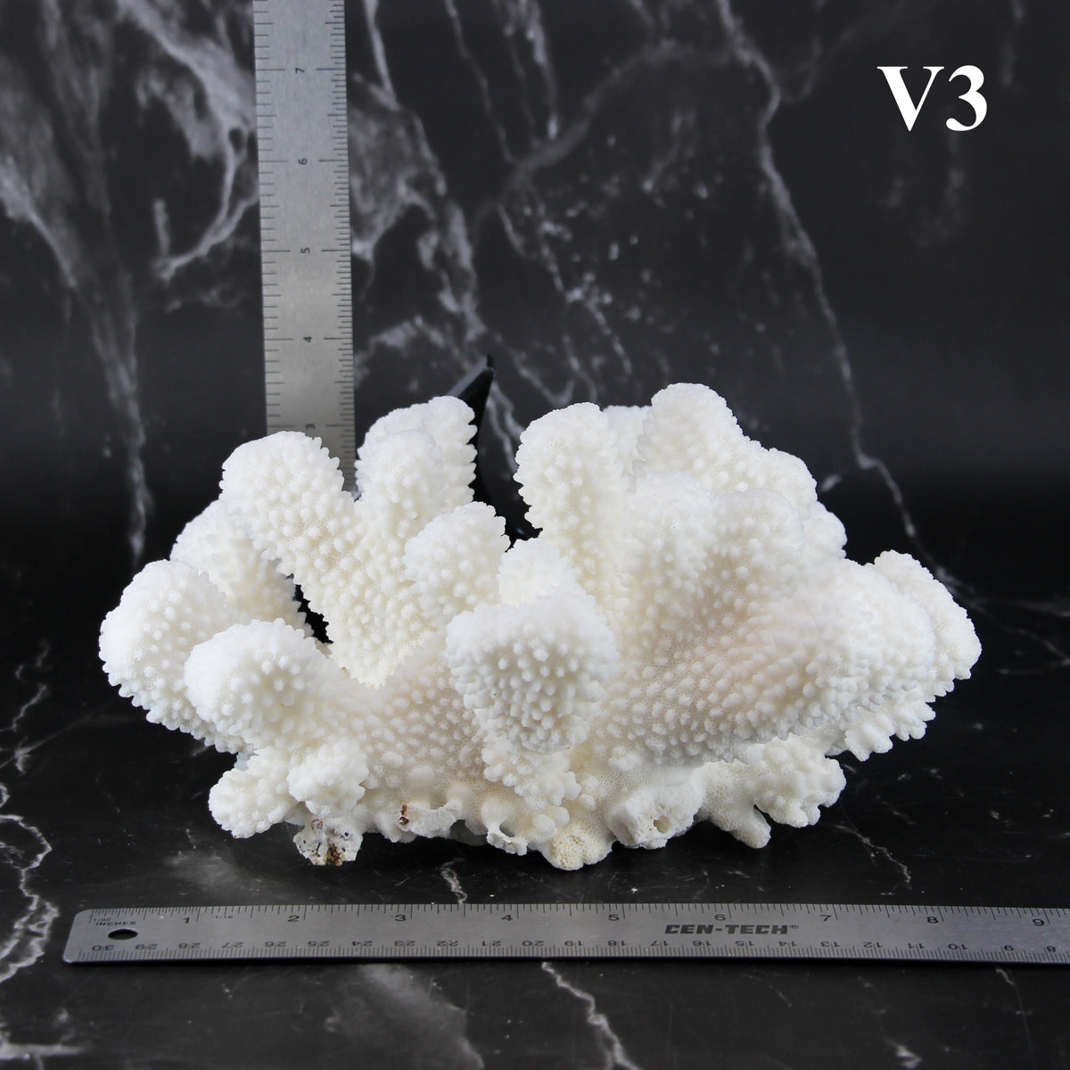 Cauliflower Coral 7-10"