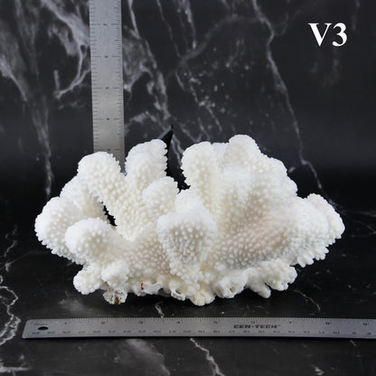 Cauliflower Coral 7-10"