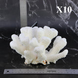 Cauliflower Coral 7-10"