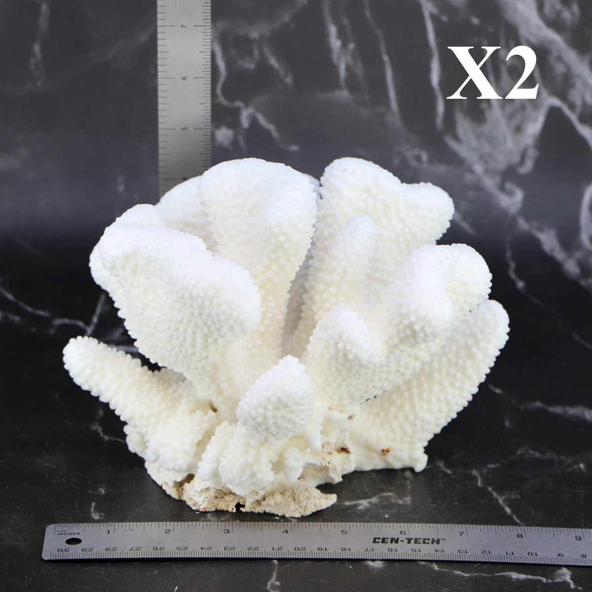 Cauliflower Coral 7-10"