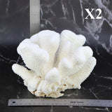 Cauliflower Coral 7-10"