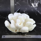 Cauliflower Coral 7-10"