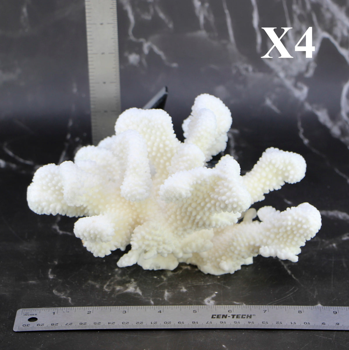 Cauliflower Coral 7-10"