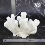 Cauliflower Coral 7-10"