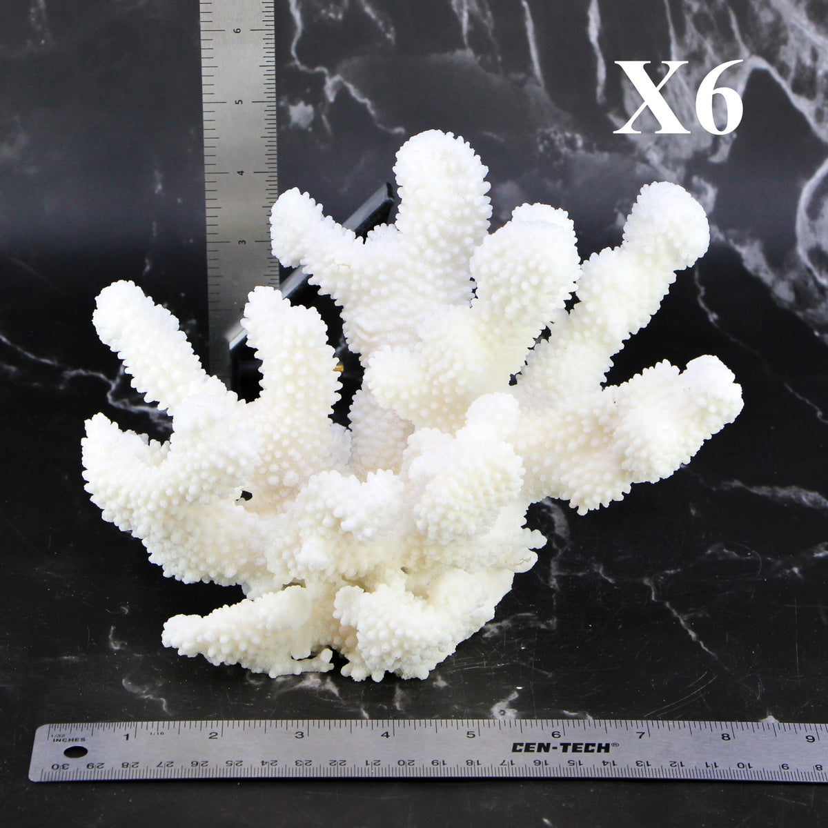 Cauliflower Coral 7-10"