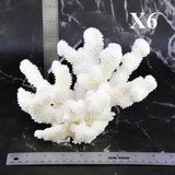 Cauliflower Coral 7-10"