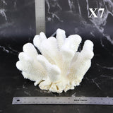 Cauliflower Coral 7-10"
