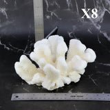 Cauliflower Coral 7-10"