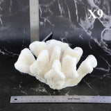Cauliflower Coral 7-10"