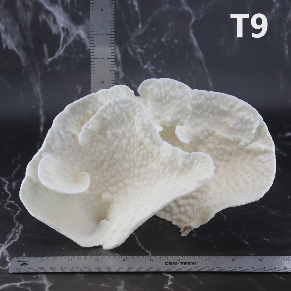 Cup Coral 7-10"