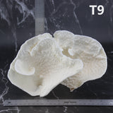 Cup Coral 7-10"