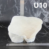 Cup Coral 7-10"